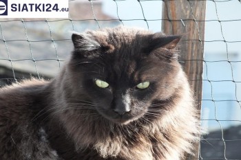 Siatki Puck - Zabezpieczenie balkonu siatką - Kocia siatka - bezpieczny kot dla terenów Miasta Puck